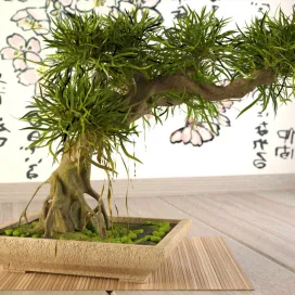 Bonsai